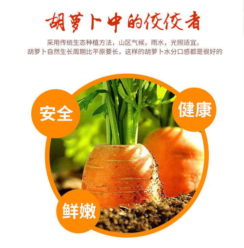 沙地紅蘿卜 農(nóng)家自種的健康美味