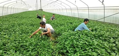 墊江發展蔬菜產業，“菜籃子”敲開致富門