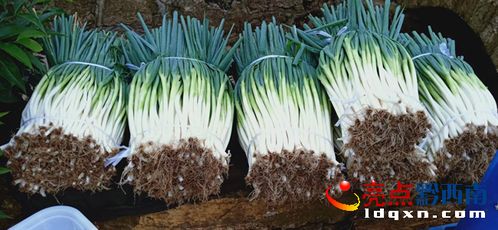 烏沙鎮牛膀子村 無公害蔬菜喜獲豐收，新鮮零售惠及民生