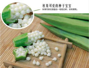 安康市特色保健蔬菜黃秋葵2016預(yù)定銷售