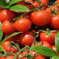 深圳最專業(yè)的蔬菜農(nóng)產(chǎn)品配送公司——食隆軒 企業(yè)后勤專家與新鮮蔬菜供應(yīng)商