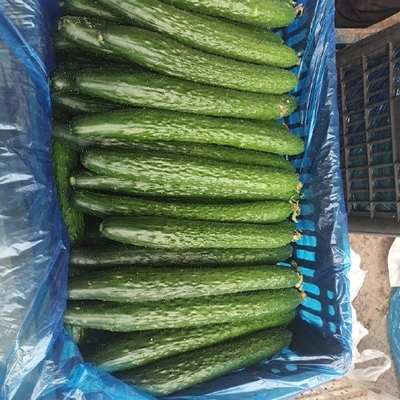 黃瓜市場動態 供應、價格與批發趨勢全面解析