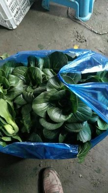 矮腳蘇州青 江南風味的健康之選，新鮮蔬菜批發市場新寵