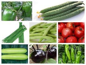 今日蔬菜批發價行情速覽——聚焦莘縣婁莊蔬菜水果產銷基地