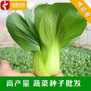 高產青梗菜種子批發 選丹萍蔬菜，獲株型優、芽率高、產量豐