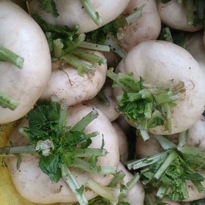 山東臨沂蘭山區優質盤菜批發，溫州新鮮盤菜5斤裝僅32元/件