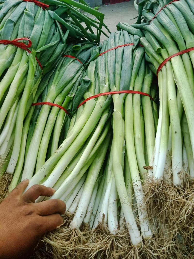 專業蔬菜批發配送 為工廠、學校、醫院食堂提供新鮮保障